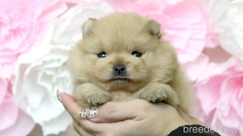 成約済の大阪府のポメラニアン-277908の14枚目