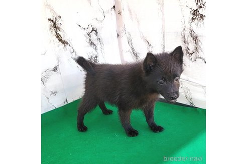 成約済の茨城県のスキッパーキ-268991の40枚目