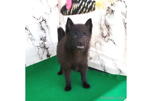 成約済の茨城県のスキッパーキ-268991の39枚目