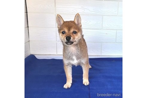 成約済の茨城県のミックス犬-271695の5枚目