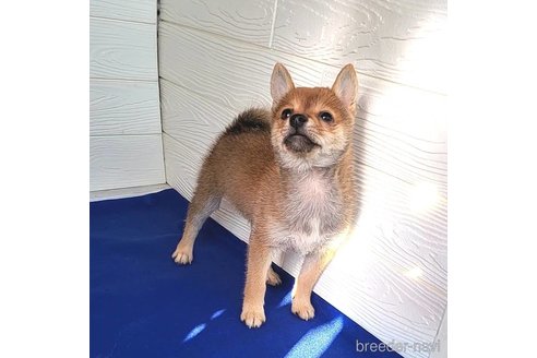 成約済の茨城県のミックス犬-271695の4枚目