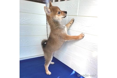 成約済の茨城県のミックス犬-271695の3枚目