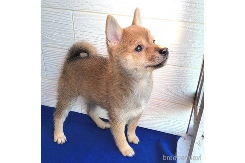 成約済の茨城県のミックス犬-271695の2枚目