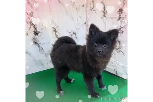 成約済の茨城県のポメラニアン-257210の6枚目