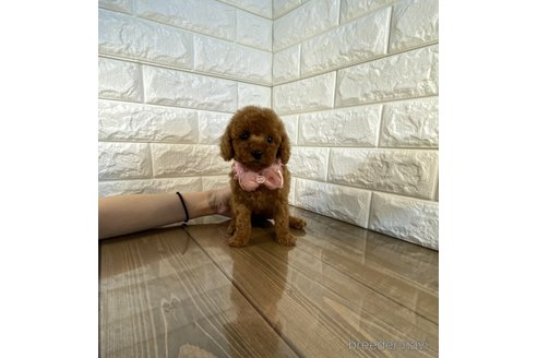 成約済の茨城県のトイプードル-280110の1枚目