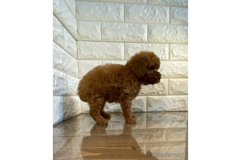 成約済の茨城県のトイプードル-280110の5枚目