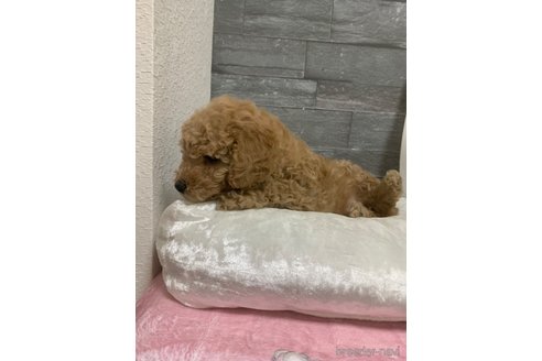 成約済の岡山県のトイプードル-280187の14枚目