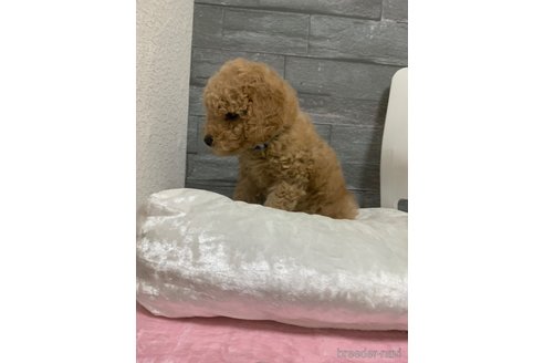 成約済の岡山県のトイプードル-280187の15枚目