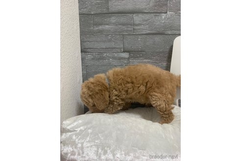 成約済の岡山県のトイプードル-280187の9枚目