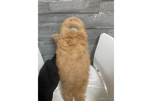 成約済の岡山県のトイプードル-280187の10枚目