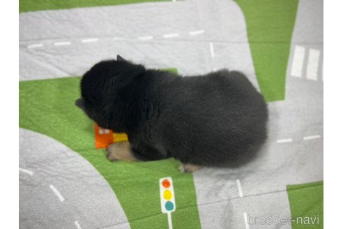 成約済の愛知県の豆柴-280192の4枚目