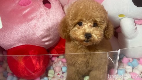 販売中の富山県のトイプードル-267580