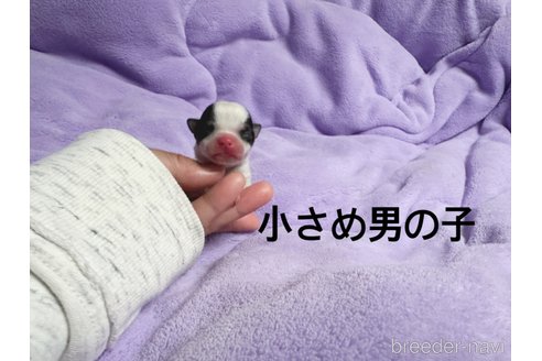 販売中の鹿児島県のチワワ(ロングコート)-280231