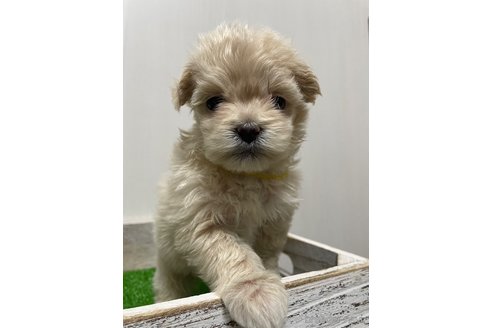 成約済の滋賀県のマルプー:マルチーズ×トイプードル-277497の4枚目