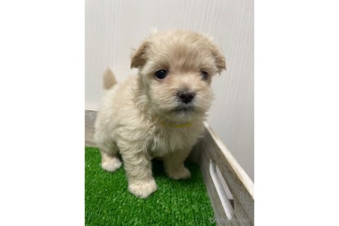 成約済の滋賀県のマルプー:マルチーズ×トイプードル-277497の3枚目