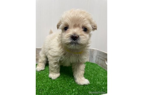 成約済の滋賀県のマルプー:マルチーズ×トイプードル-277497の2枚目