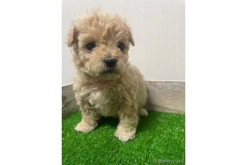 成約済の滋賀県のマルプー:マルチーズ×トイプードル-277492の4枚目