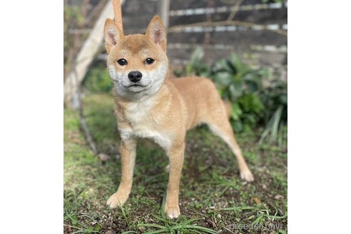 成約済の高知県の豆柴-280262の3枚目