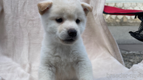 成約済の広島県の柴犬-280273の1枚目