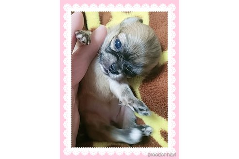 成約済の大阪府のチワワ(ロングコート)-279004の39枚目