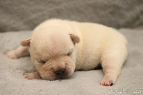 成約済の愛知県のフレンチブルドッグ-280024の48枚目
