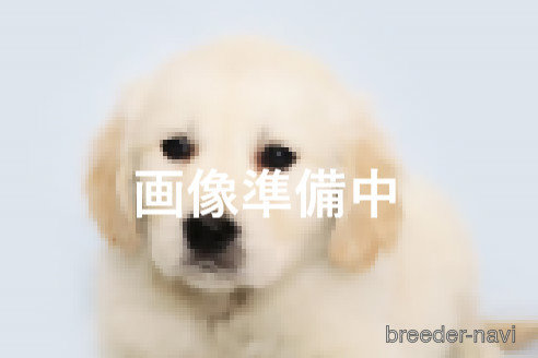 販売中の神奈川県のゴールデンレトリーバー-280331