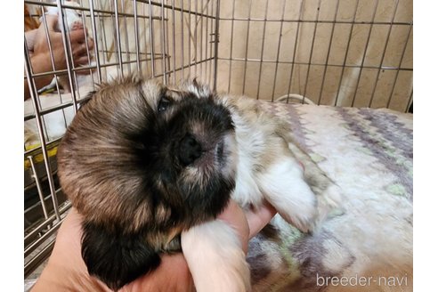 成約済の愛知県のミックス犬-280376の4枚目