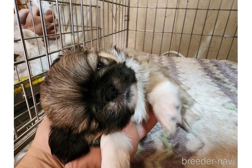 成約済の愛知県のミックス犬-280376の5枚目