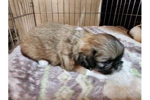 成約済の愛知県のミックス犬-280376の2枚目