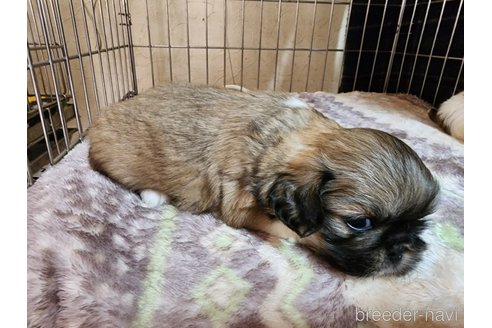 成約済の愛知県のミックス犬-280376の3枚目