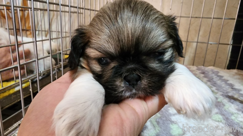 成約済の愛知県のミックス犬-280376の1枚目