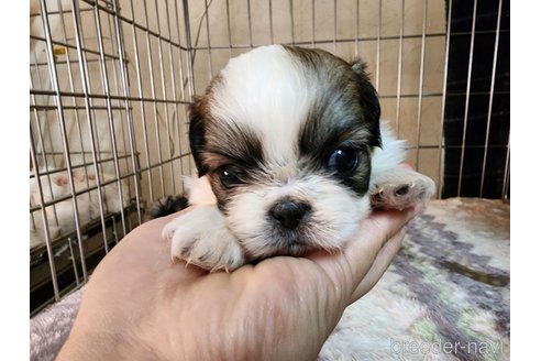 成約済の愛知県のミックス犬-280377の3枚目