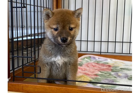 成約済の岡山県の柴犬-280381の1枚目