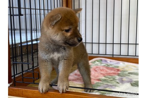 成約済の岡山県の柴犬-280381の4枚目