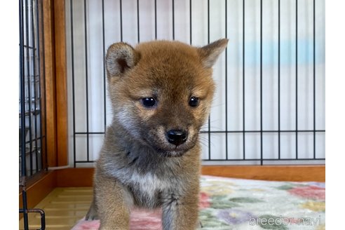 成約済の岡山県の柴犬-280381の3枚目