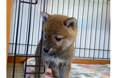 成約済の岡山県の柴犬-280381の5枚目