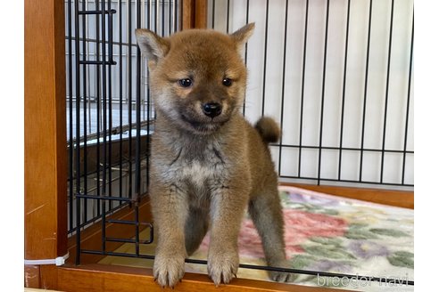 成約済の岡山県の柴犬-280381の2枚目