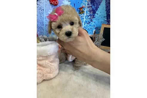 販売中の兵庫県のタイニープードル-276070