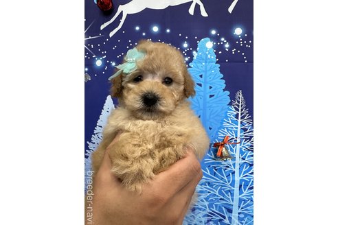 販売中の兵庫県のタイニープードル-276537