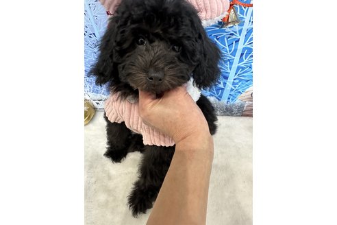 販売中の兵庫県のタイニープードル-271266