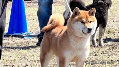 広瀬の青龍号　遠州広瀬荘くん1枚目