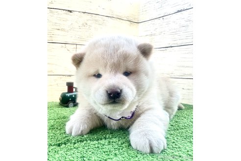 成約済の埼玉県の柴犬-278571の4枚目