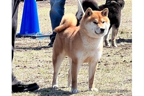 広瀬の青龍号　遠州広瀬荘くん1枚目