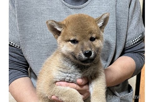 成約済の静岡県の柴犬-278344の5枚目