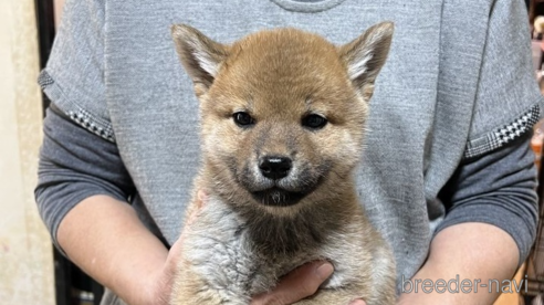 成約済の静岡県の柴犬-278344の4枚目