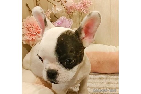 成約済の愛知県のフレンチブルドッグ-270572の5枚目