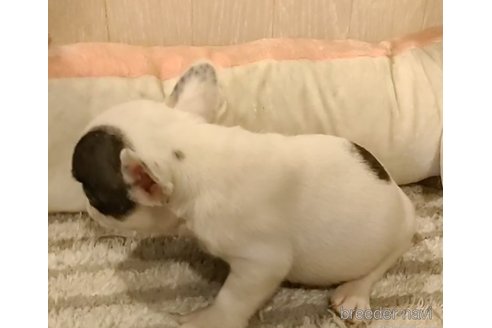 成約済の愛知県のフレンチブルドッグ-270572の2枚目
