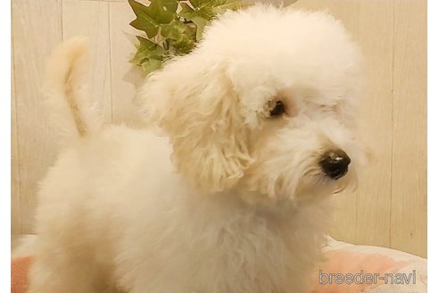 成約済の愛知県のマルプー:マルチーズ×トイプードル-268364の5枚目