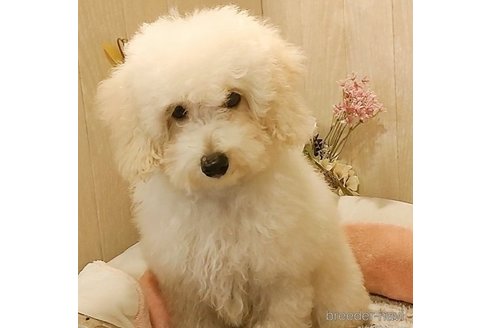 成約済の愛知県のマルプー:マルチーズ×トイプードル-268364の4枚目