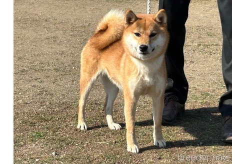 広瀬の天羅号　遠州広瀬荘ちゃん1枚目